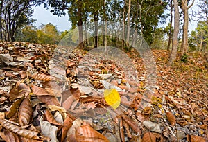 Dried leaves in forest can turn small flames into colossal bushfires