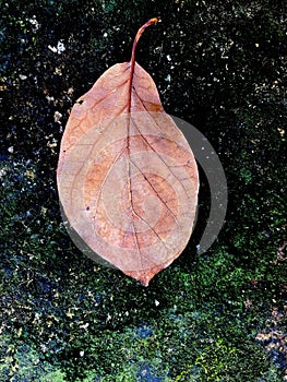 dried leaves on the ground