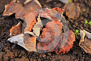 Dried leaves on the ground. Useful background. Autumn season around the corner