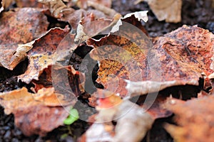 Dried leaves on the ground. Useful background. Autumn season around the corner