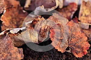 Dried leaves on the ground. Useful background. Autumn season around the corner