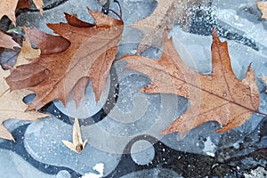 Dried leaves on the ive in early winter photo