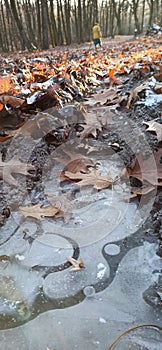 Dried leaves on the ive in early winter photo