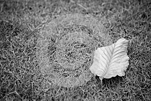 Dried leaves on the lawn