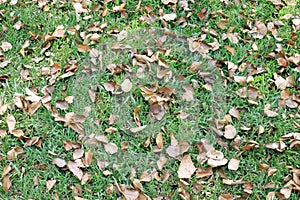 Dried leaves on the lawn, background dry leaves on grass in garden