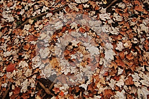 Dried leaves photo