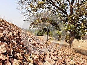 Dried leaves lying on the ground. The trees has wet and dry leaves.