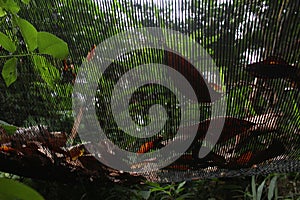 Dried leaves of mahogany trees collected in a paranet net.