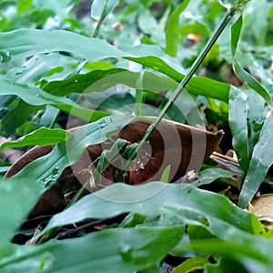 the dried leaves in the midst of green grass