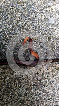 dried leaves in the shape of a three on a paving block road in Mount Mahawu