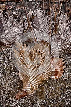 Dried leaves of squirrel heads Drynaria quercifolia Linn