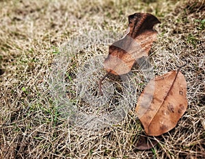 Dried leaves on the straw
