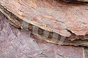 dried leaves of Tobacco plants