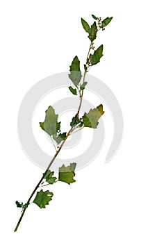 Dried leaves of white goosefoot