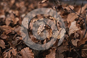 Dried leaves in winter, selective soft focus