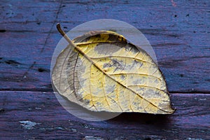 Dried leaves