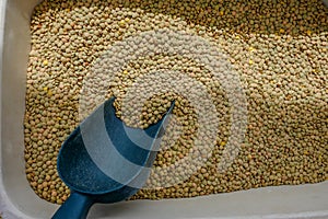 Dried lentils in a container with a blue scoop