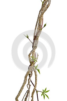 Dried liana plant with wild morning glory vine climbing isolated