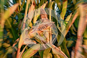 Dried lifeless dead corn cob on a corn field burned by the hot sun
