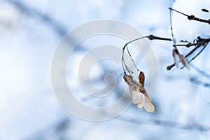 Dried light brown maple noses hanging from a branch against a background of snow. There is room for text. Concept, snowy