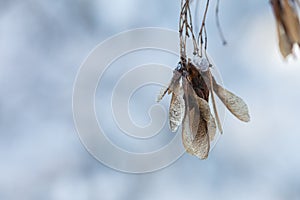 Dried light brown maple noses hanging from a branch against a background of snow. There is room for text. Concept, snowy