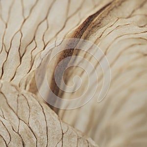 Dried lily flower macro shot