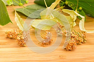 Dried linden flowers for linden tea on a bamboo surface