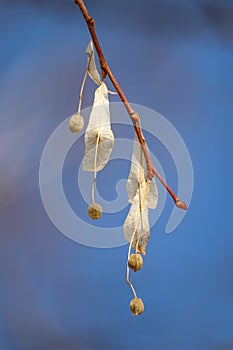Dried linden Tilia fruits on a bare tree branch