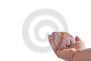 Dried Lingzhi mushroom on hand isolated on white background.