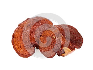 Dried lingzhi mushroom isolated on white