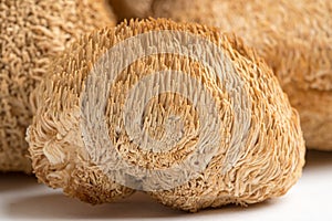 Dried Lion's Mane mushrooms or Hericium Erinaceus also called bearded tooth fungus