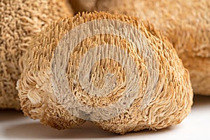 Dried Lion's Mane mushrooms or Hericium Erinaceus also called bearded tooth fungus photo