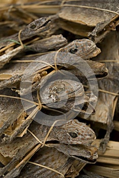 Dried lizards in market singapore asia photo