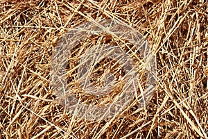 Dried long grass background