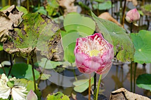 Dried lotus death Central swamps sun burn.