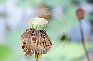 Dried lotus death Central swamps sun burn.