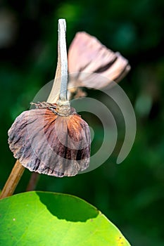 dried lotus flower