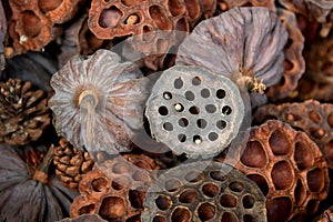 Dried lotus pods