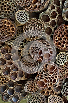 Dried Lotus pods form a textured background