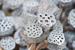 Dried lotus pods gray red yellow green flowers nature outdoor