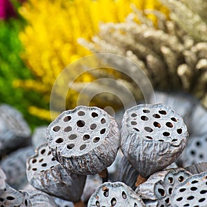 Dried lotus pods gray red yellow green flowers nature outdoor