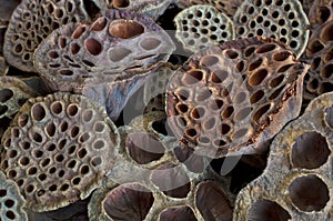 Dried Lotus pods in macro view