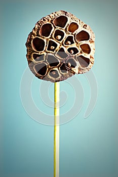 Dried lotus seed photo