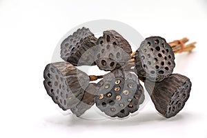 Dried Lotus seed pods isolate on white background. photo