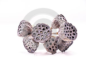 Dried Lotus seed pods isolate on white background.