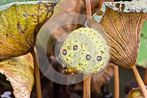 Dried Lotus seed pods in the pon