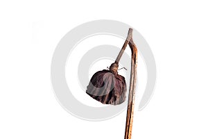 Dried Lotus seed pods, Tropical flowers dry isolated on white background, with clipping path