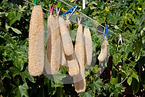 Dried luffa loofah on a rope outside.