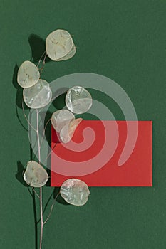 Dried lunaria annua, silver dollar plant on green background