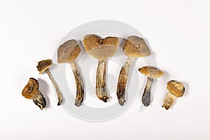 Dried magic mushrooms psilocybe cubensis